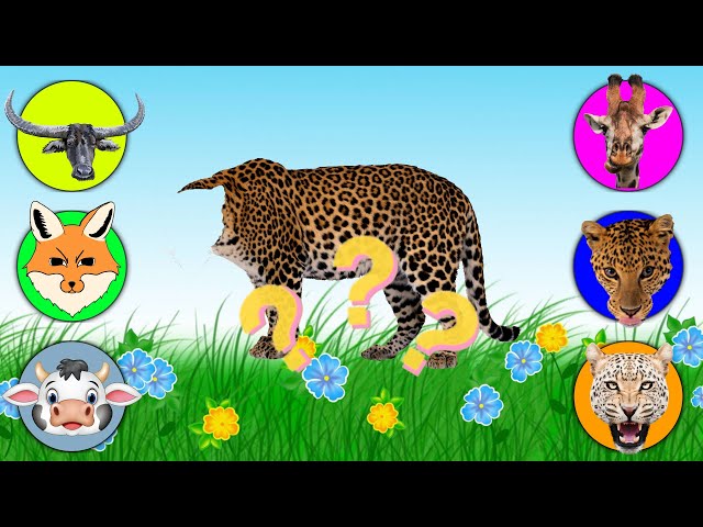 CUTE ANIMALS Fox, Cow, Buffalo, Giraffe, Leopard, Lion, 들소, 얼룩말, 말, 고양이, 기린, 코끼리, 사자, 기니피그