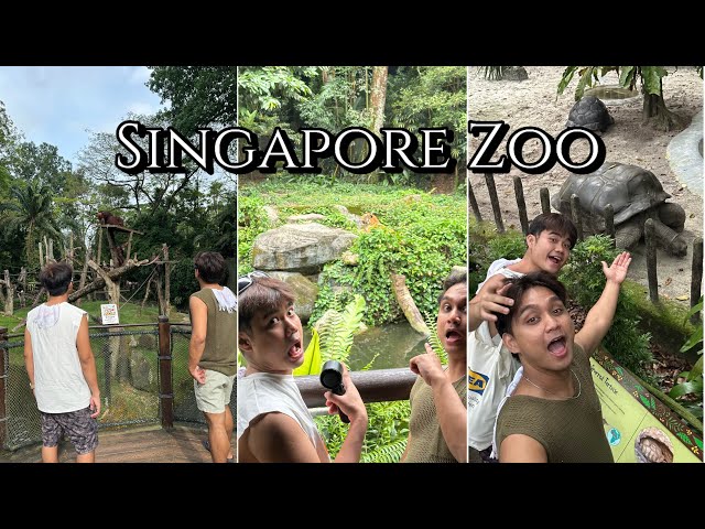 #2 Singapore Zoo Tour: What a lucky person to receive free tickets for a Person With Disabilities.