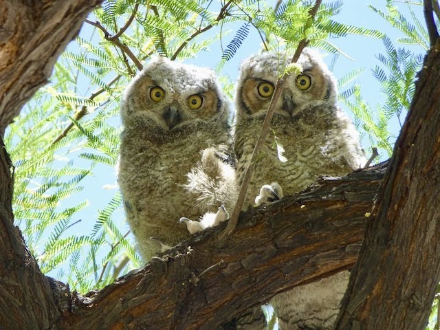 Niblick Owls Live Stream