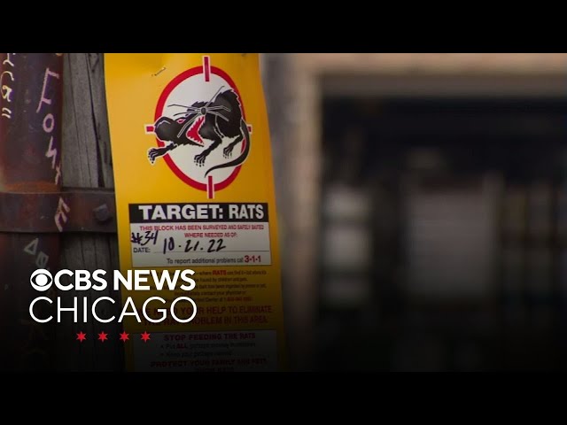 Chicago is rattiest city in the U.S. for the 10th year in a row