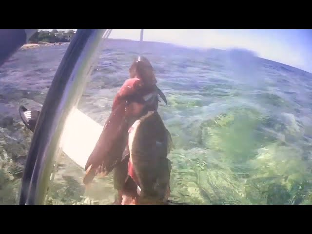 Recreational Spearfishing In Jamaica In Runaway Bay St. Ann