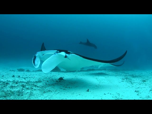 Clown fish and Manta Rays in Raja Ampat #shorts #travel