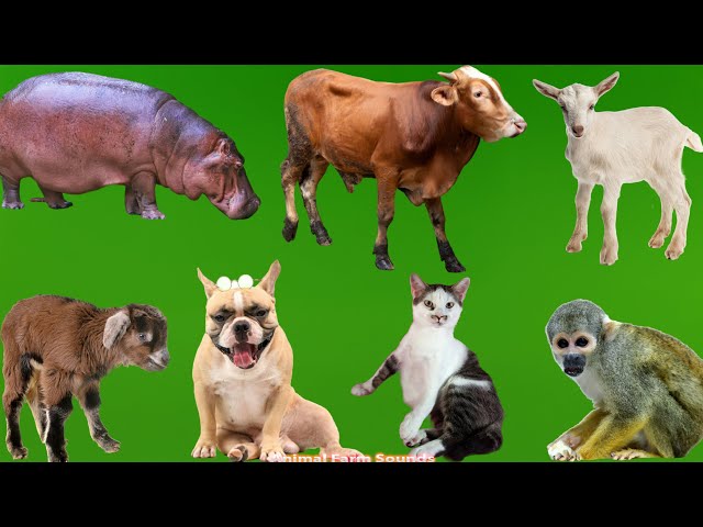 Animal Sounds Around Us: Cow, Horse, Dog, Cat, Monkey, Chicken, Rabbit, Hippo - Animal Sounds