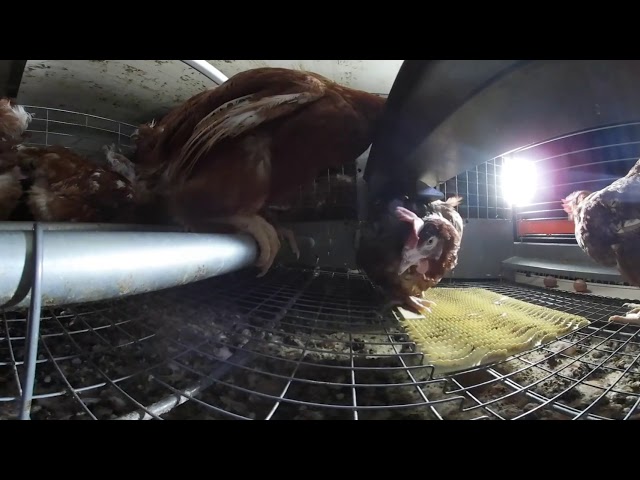 360degree VR: FARM360 – Life on a Factory Farm