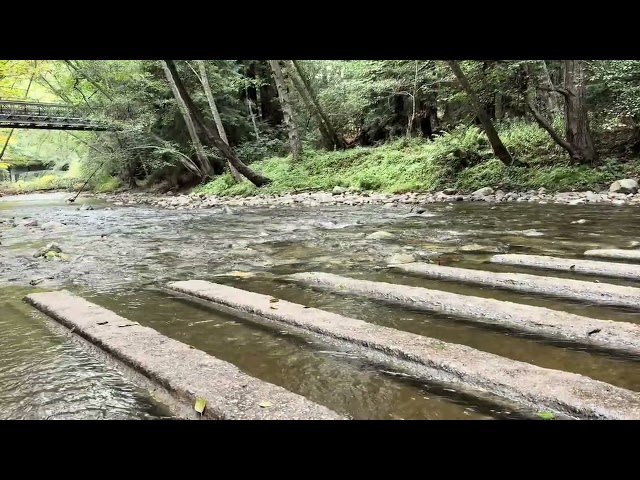 Gentle Creek Flow | Relaxing Water Sounds for Deep Focus & Meditation 🧘‍♀️🎶