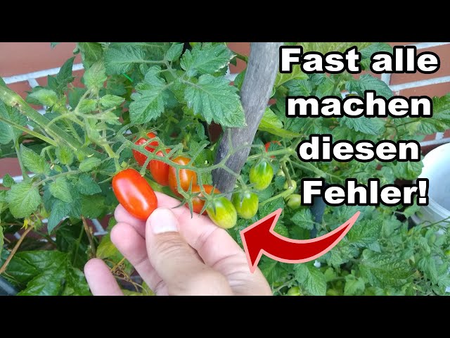 Welche Fehler du beim Tomaten Ernten jetzt unbedingt vermeiden solltest!