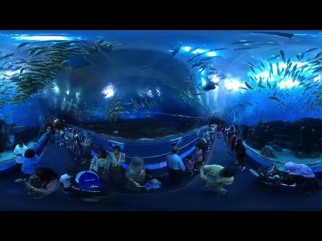 Georgia Aquarium "Under The Big Fish Tank" 360 Video