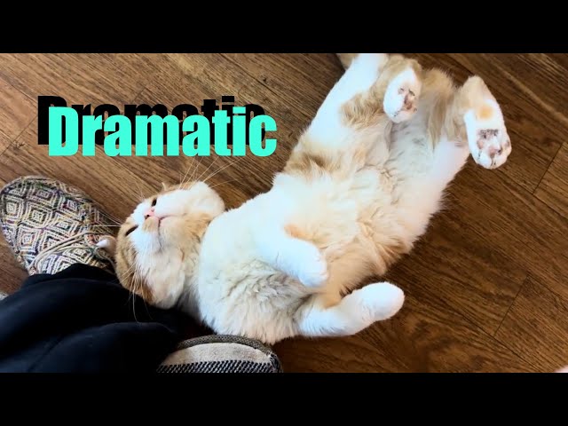 Funny Unhinged Cat Compilation