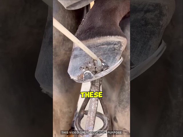 "Incredible Hoof Repair 🐴💡: #hoof #hooves #shorts