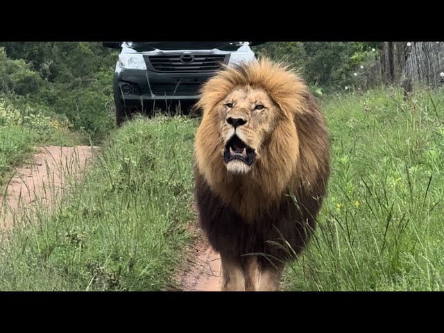 Male #lion roars in front of guests at Schotia Private Game Reserve, South Africa