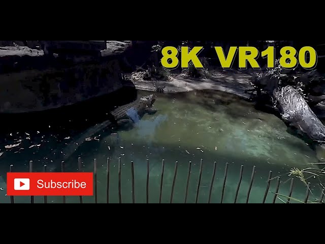 8K VR180 3D Salt Water Crocodile @ Dreamworld Gold Coast (Travel videos, ASMR/Music 4K/8K Metaverse)