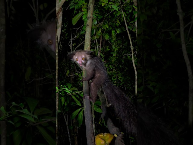 The Aye - Aye, the world's largest nocturnal primate. #wildlife #animals #ayeaye #madagascar #lemur