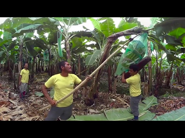 BANANA PRODUCTION - SOPRISA 360