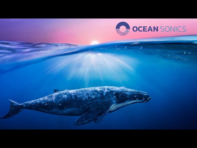 Ocean Sonics - Real-time Acoustic Data