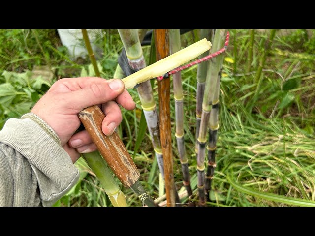 Florida Sugar Cane #foodforest #sugarcane #hurricanebetty