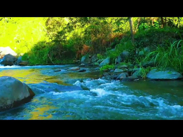 Magical sounds of the forest, Beautiful Water River Sounds, Goodbye Stress to Deep Sleep Instantly