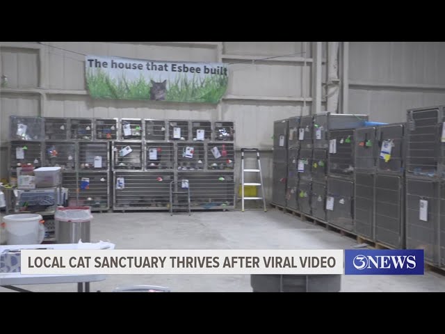 Local cat sanctuary thrives after viral video