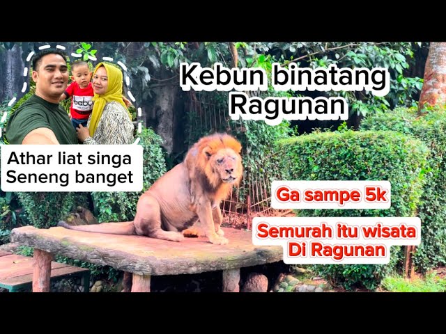 Wisata ke Ragunan semurah itu !!! #wisataragunan #wisatamurahjakarta #kebunbinatangjakarta