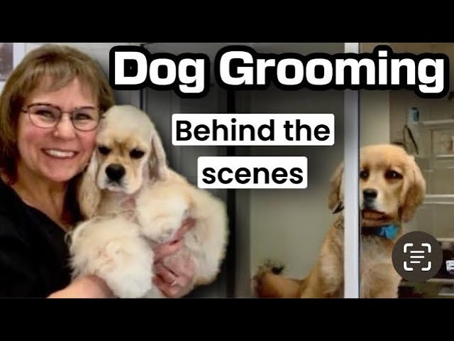 1/16/2025 Dog Grooming Livestream: Shih Poo, 2 Poodles,  5 Maltese, 2 HAND STRIPPED Scotties.