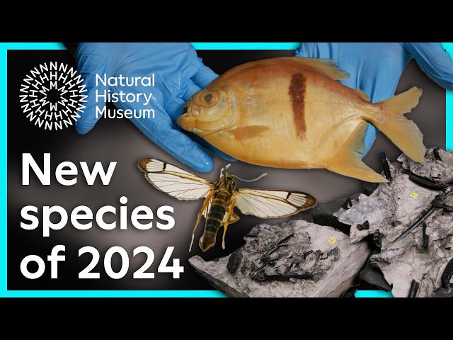 What new species have been discovered this year? | Natural History Museum