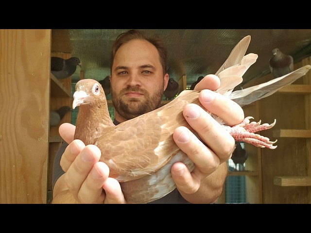 Rare Coloured Racing Pigeons - Breeding Update