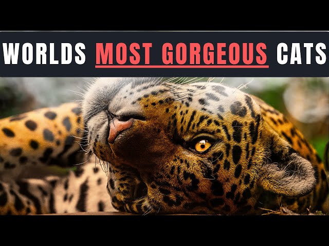 Top 5 Most Beautiful Big Cats