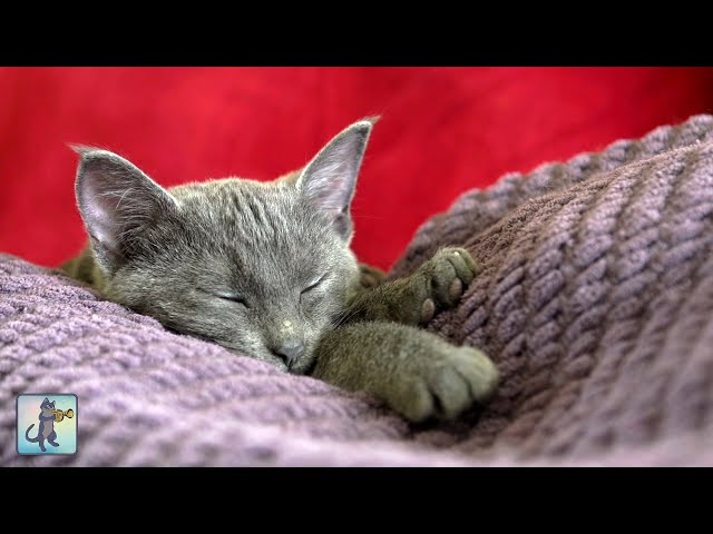 Adorable Sleepy Cats! ~ Cute Kittens & Relaxing Piano Music 🐈