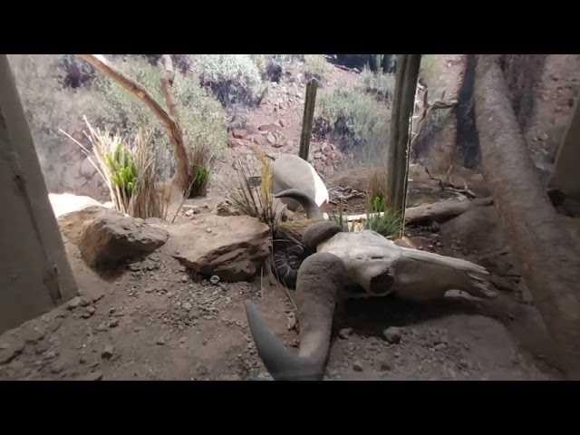 Víbora en realidad virtual | Zoológico de Guadalajara | Episodio #19