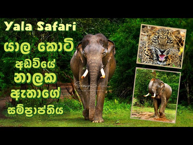 Yala Safari යාල කොටි අඩවියේ නාලක ඇතාගේ සම්ප්‍රාප්තිය #elephant #leopard #yalanationalpark #wildlife