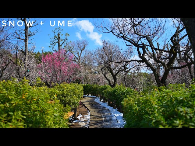 Live! - Tokyo Morning Walk - Komazawa & Hanegi Park Plum Blossoms