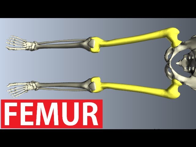 Femur Anatomy - Thigh Bone - Lower Limb