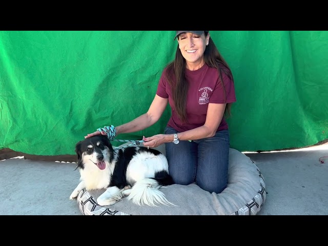 A5504897 Robert | Miniature Australian Shepherd