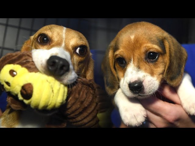 Mother and pup receive first toys ever! (4,000 research beagles)