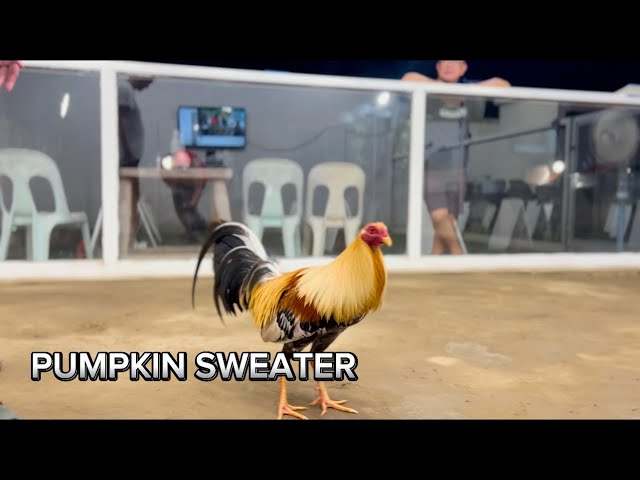 SUPER PUMPKIN SWEATER | ORONCE BROTHERS | BAKAS-BAKAS GAMEFARM