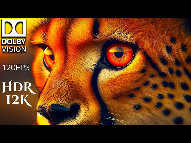 50,000 ANIMALS & NATURE in WORLD 12K HDR 120FPS #12K #ANIMALS