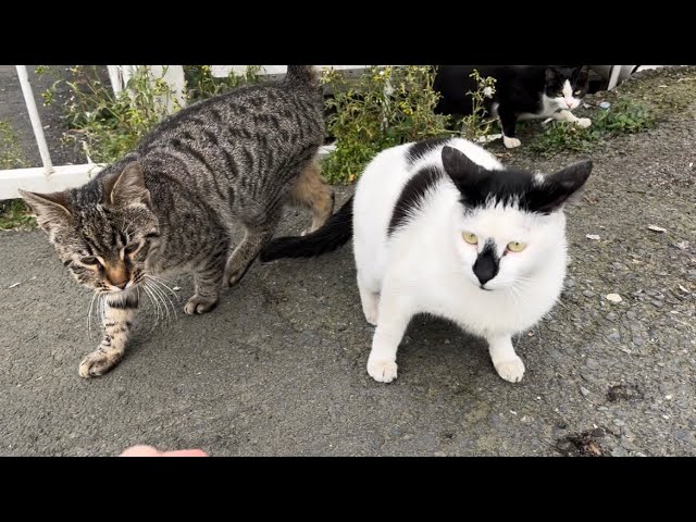 Cat lovers feed cats on the street, and 10 cute cats came