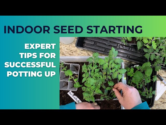 Mastering Indoor Seed Starting: Expert Tips For Successful Potting Up!