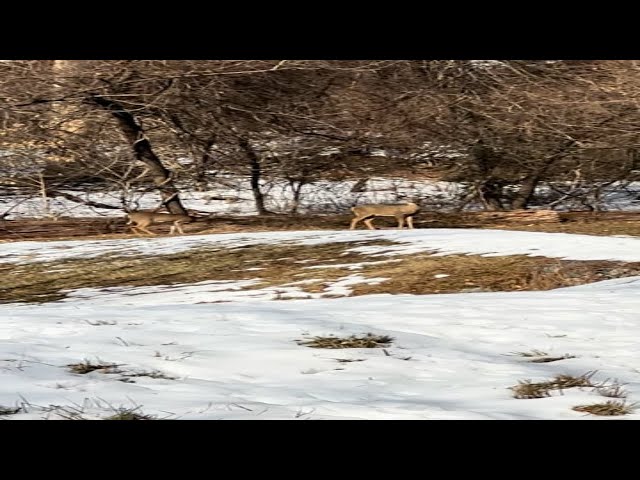 Winter Wonderland: Majestic White-Tailed Deer Grazing by a Frozen Pond | Relaxing Nature Footage