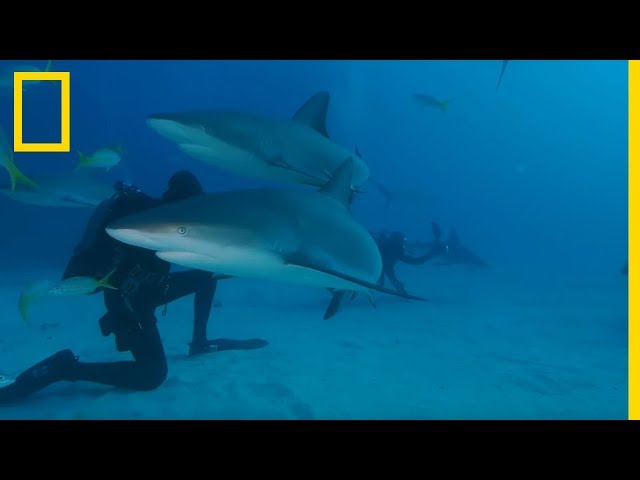 Plongée sans cage à 180° avec des requins