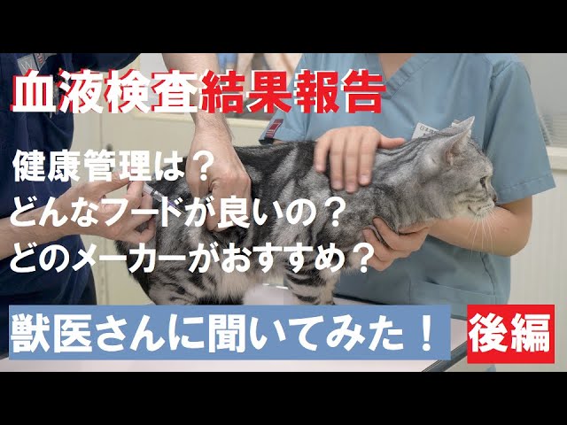 【血液検査】動物病院に行ってきた・後編【検査結果】獣医さんに聞くペットの健康管理 animal hospital　4K