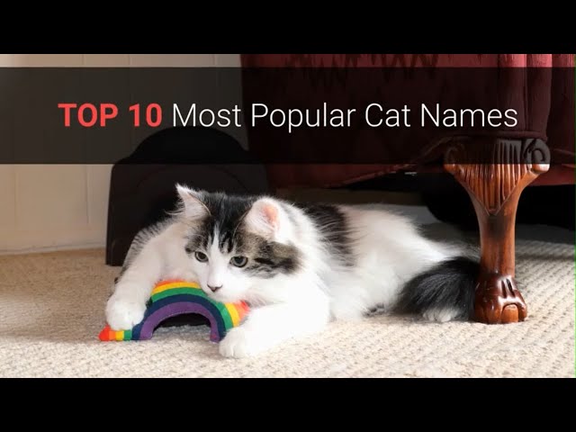 🐈 Cat Names – Top 10 Most Popular Cat Names In 2019!