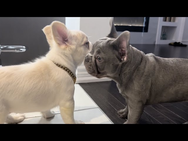 CUTE FLUFFY FRENCHIE MEETS WITH FAMOUS DIANA 😯😍