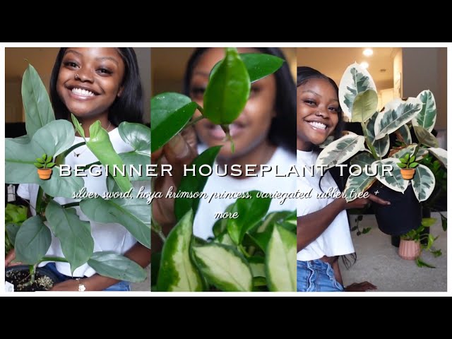 beginner houseplant tour fall 2022 🍁| watch me geek out about my plants (: