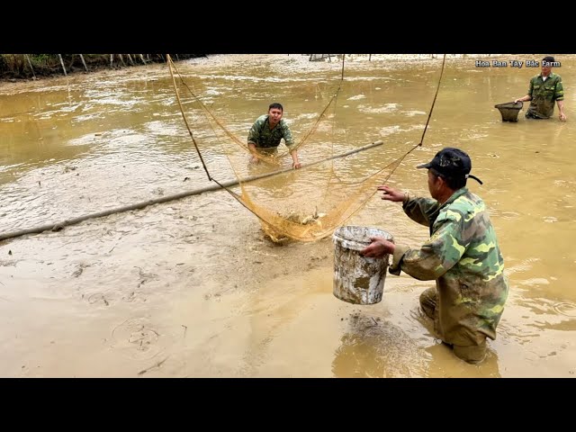 Thu Hoạch Cá Sau Tết Bất Ngờ Bắt Nhiều Cá Hơn Mong Đợi | Hoa Ban Tây Bắc Farm