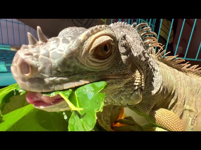 HOW IGUANA EATS | 4K | EXTREME CLOSE LOOK