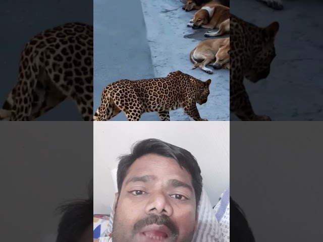 Tiger vs dogs 🐕 😍 #dogfights #animals