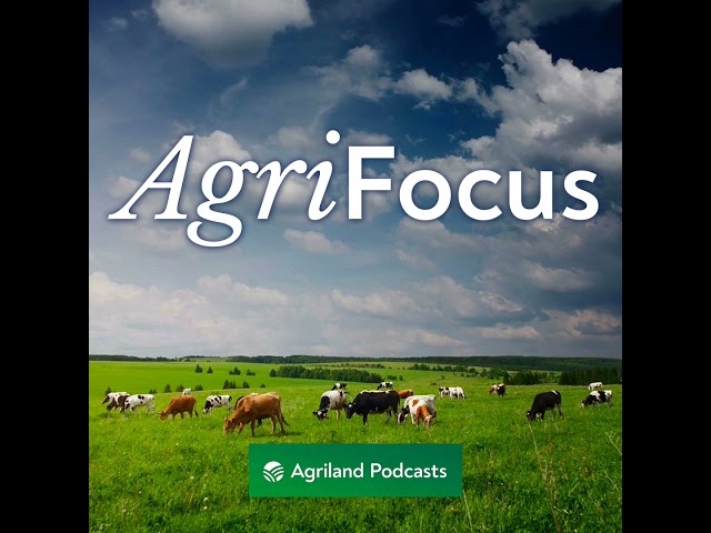 AgriFocus Extra: What lies ahead for the beef trade?