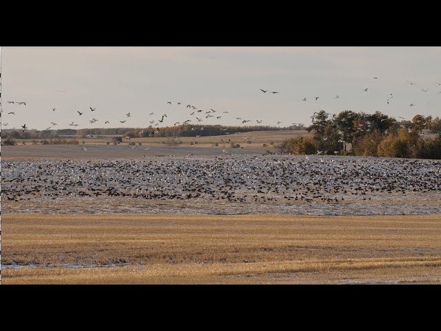 Hired to Hunt Season 4 #6:  Holy Moly!  Duck Hunting and Goose Hunting.  Limit Hunts in Alberta