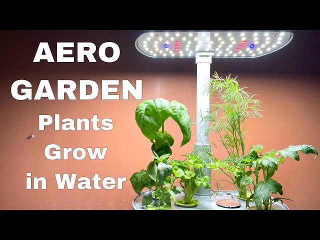 Aero Garden - Set Up, Progress & Tips