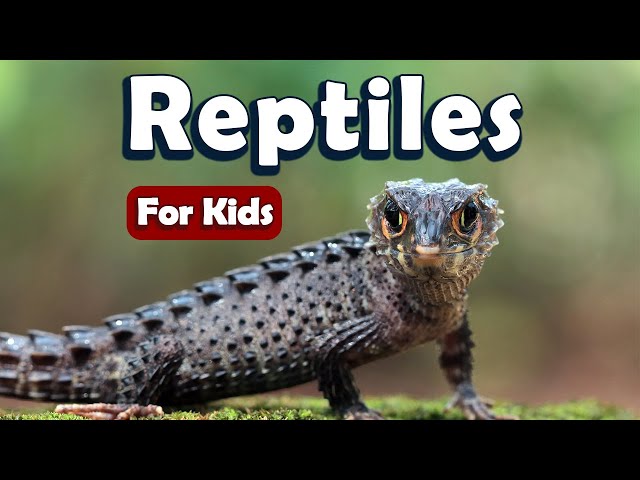 Reptiles for Kids | Learn About Science for Kids